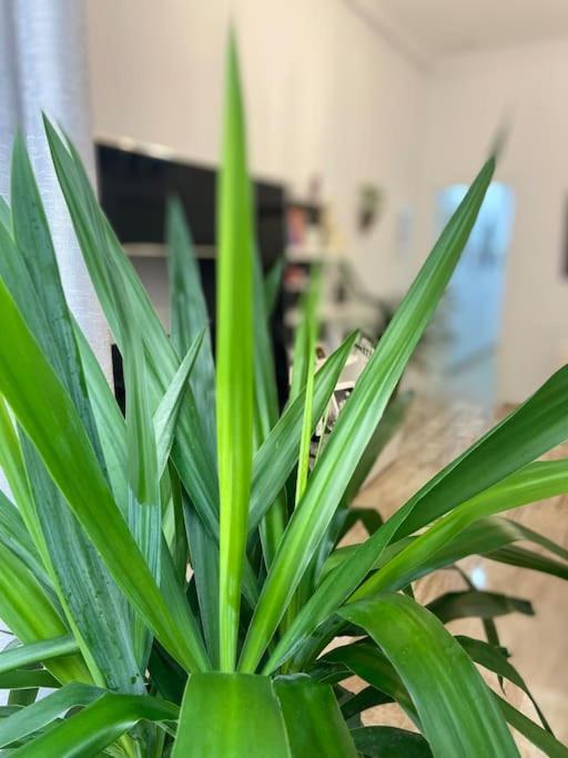 Apartament Casa Mina Kadyks Zewnętrze zdjęcie
